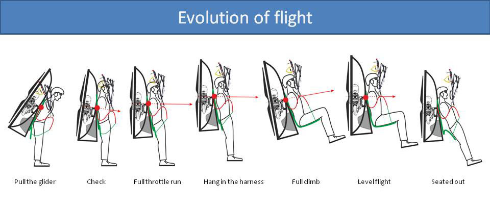 Evolution of flight